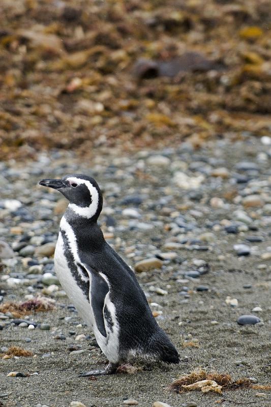 20071214 110248 D200 3900x2600.jpg - March of the Penguins, Otway Sound, Puntas Arenas, Chile